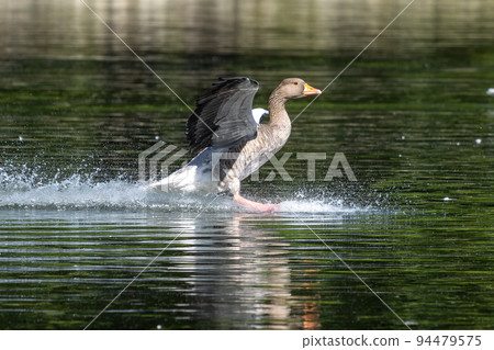 The greylag goose, Anser anser is a species of large goose The greylag goose, Anser anser is a species of large goose 94479575