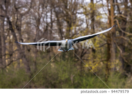 The bar-headed goose, Anser indicus flying over a lake in English Garden in Munich 94479579