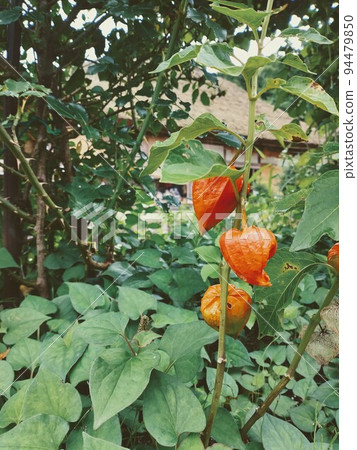 Cheeks Cheeks 94479850