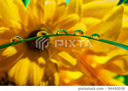 Flowers reflected in rain drops. flower mirroring in drops Flowers reflected in rain drops. flower mirroring in drops 94480036