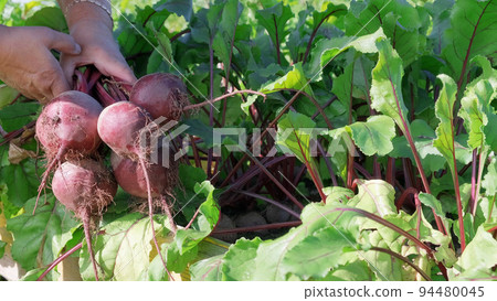 Female hands pull out fresh beets from the soil. Harvesting beets in the garden Female hands pull out fresh beets from the soil. Harvesting beets in the garden 94480045