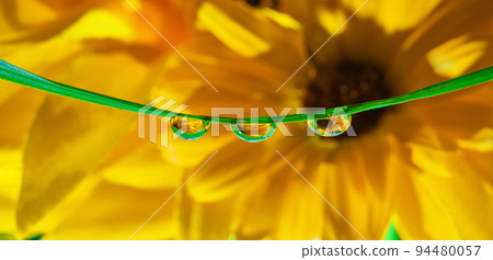 Flowers reflected in rain drops. flower mirroring in drops Flowers reflected in rain drops. flower mirroring in drops 94480057