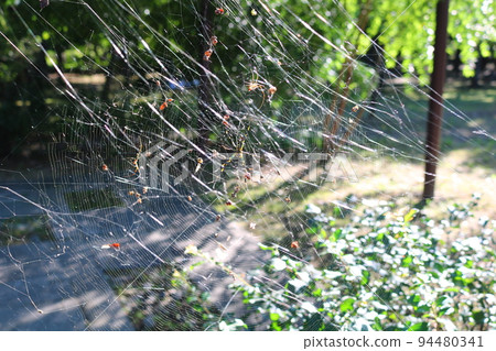 Spider Spider 94480341