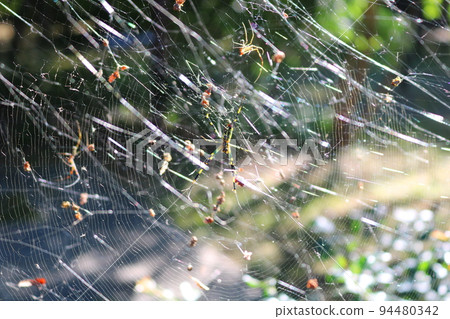 Spider Spider 94480342