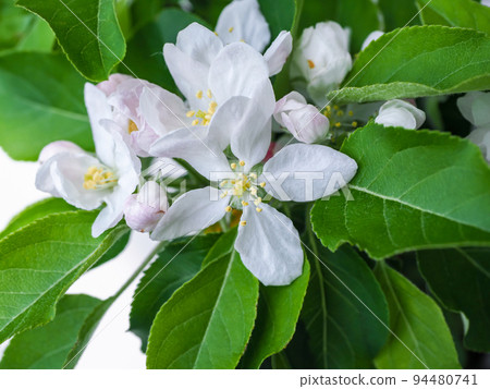 Hymelingo flowers 94480741