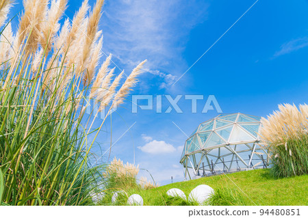 Aichi Expo Memorial Park, Pampas grass in full bloom <Nagakute City, Aichi Prefecture> 94480851