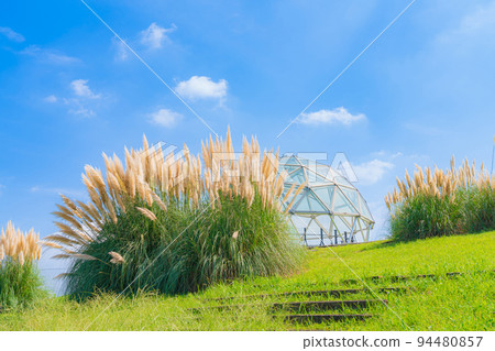 Aichi Expo Memorial Park, Pampas grass in full bloom <Nagakute City, Aichi Prefecture> 94480857