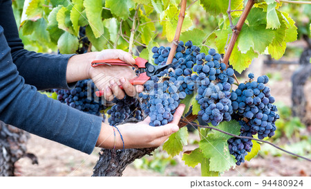 Cannonau grape harvest. Manual harvesting of grapes. Agriculture. 94480924