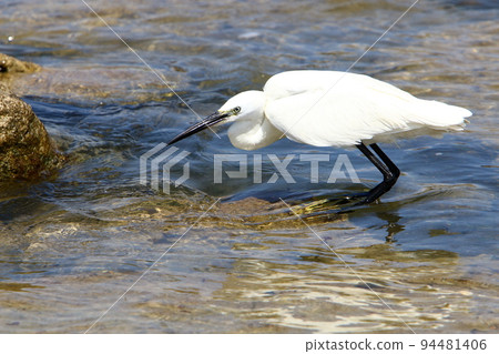 Great white heron on the shores of the Mediterranean Sea in Israel. 94481406