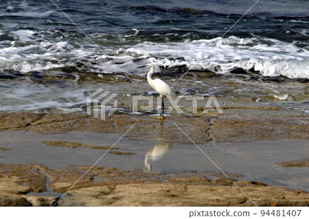 Great white heron on the shores of the Mediterranean Sea in Israel. 94481407