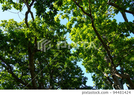 Looking up at the three oak trees in Ashibetsu City (there are now two) 94481424