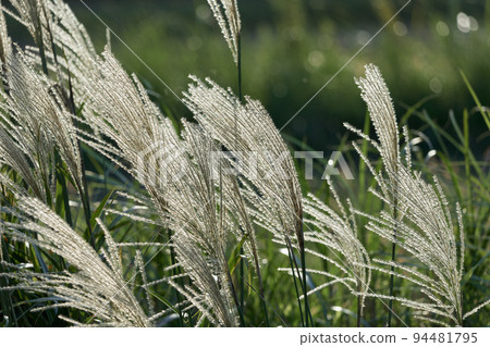 芒草 94481795