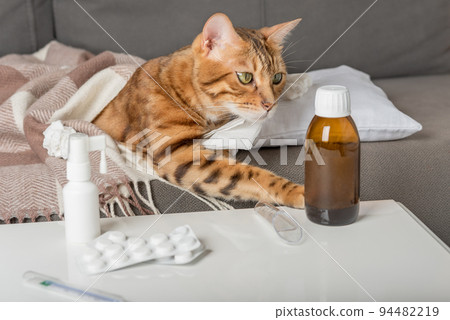 A sick cat lies on the couch, wrapped in a blanket. Bengal cat with flu or cold symptoms being treated at home. A sick cat lies on the couch, wrapped in a blanket. Bengal cat with flu or cold symptoms being treated at home. 94482219