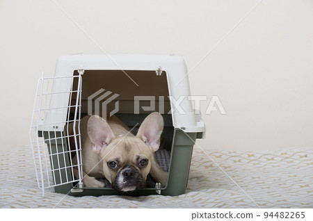 The bulldog dog lies in a large plastic shipping box and looks into the camera while lying on a soft bedding. The bulldog dog lies in a large plastic shipping box and looks into the camera while lying on a soft bedding. 94482265