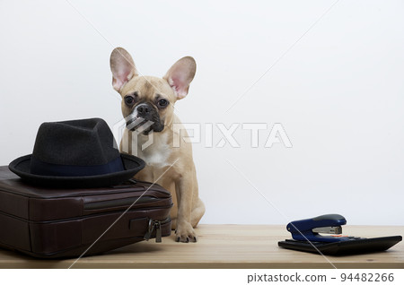 A bulldog dog next to a leather business briefcase looks at the camera and next to it is a hat. A bulldog dog next to a leather business briefcase looks at the camera and next to it is a hat. 94482266
