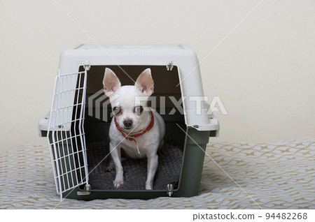 A small white chihuahua dog lies in a large gray plastic shipping box and looks at the camera. A small white chihuahua dog lies in a large gray plastic shipping box and looks at the camera. 94482268