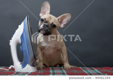 Bulldog dog irons clothes with an electric iron while sitting on an ironing board at home on a black background. Bulldog dog irons clothes with an electric iron while sitting on an ironing board at home on a black background. 94482269