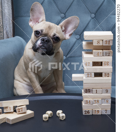 A tower of wooden blocks and a bulldog dog with a surprised look tilting his head. A tower of wooden blocks and a bulldog dog with a surprised look tilting his head. 94482270