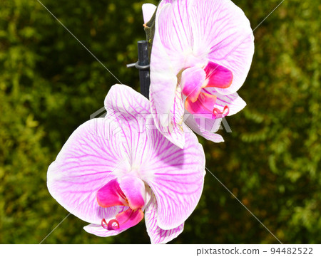Orchid flower (Lat. Orchidaceae) or Phalaenopsis (Lat. Phalaenopsis) white-purple 94482522