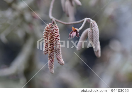 Hazel Red Majestic Hazel Red Majestic 94483063