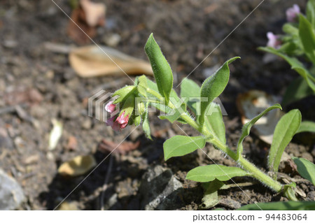 Red lungwort 94483064