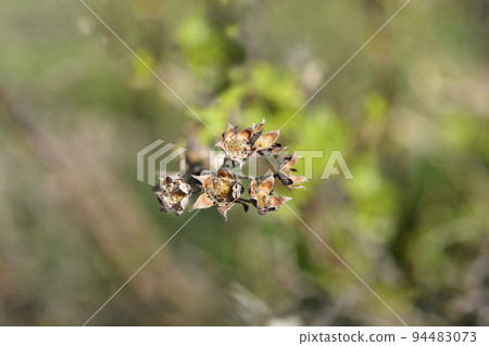 Shrubby Cinquefoil Shrubby Cinquefoil 94483073