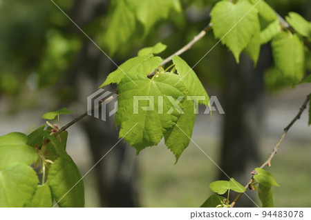 Mongolian lime Mongolian lime 94483078