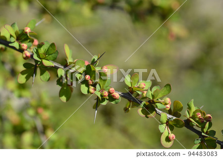 Japanese barberry Japanese barberry 94483083