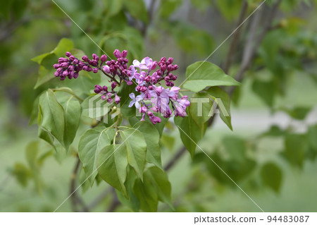 Lilac Esther Staley 94483087