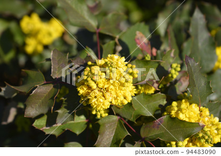 Oregon grape 94483090