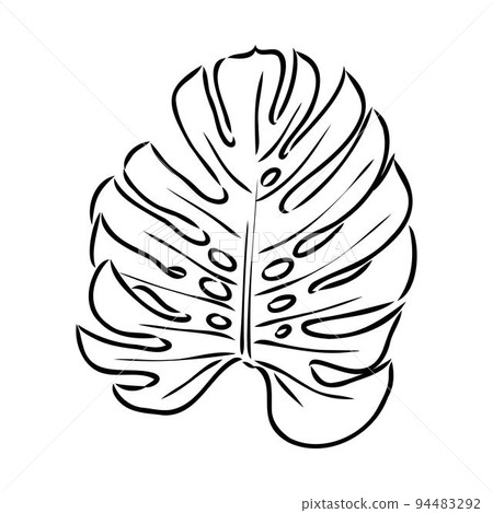 Exotic monstera. Continuous one-line drawing. Handmade summer tropical leaf on white background. Minimalist design. Maranta leaf. 94483292