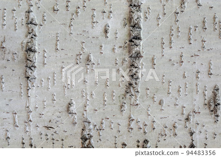 Surface of the tree bark. 94483356