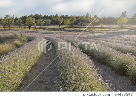 A lavender field in bloom on a sunny day A lavender field in bloom on a sunny day 94483548