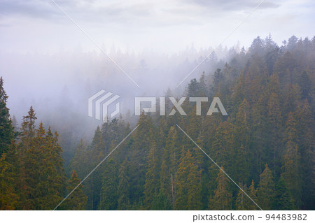 coniferous forest in autumn. gloomy weather with overcast sky. foggy nature background 94483982