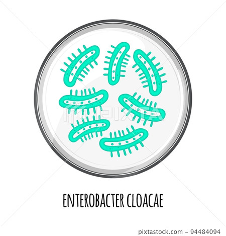 The human microbiome of enterobacter cloacae in a petri dish. Vector image. Bifidobacteria, lactobacilli.  94484094