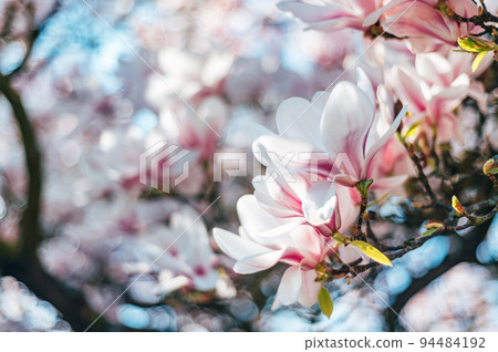 Pink Magnolia Tree with Blooming Flowers during Springtime Pink Magnolia Tree with Blooming Flowers during Springtime 94484192