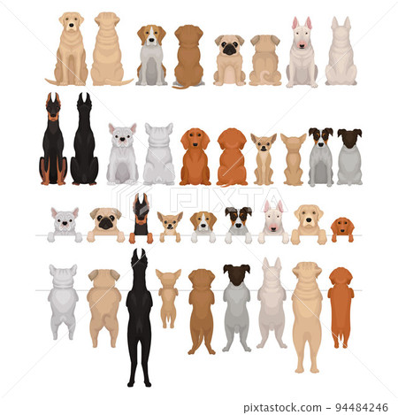 Purebred Dogs Sitting and Standing on Hind Legs Vector Big Set 94484246
