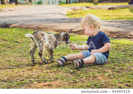 Small cute boy is feeding a small newborn goat Small cute boy is feeding a small newborn goat 94485419