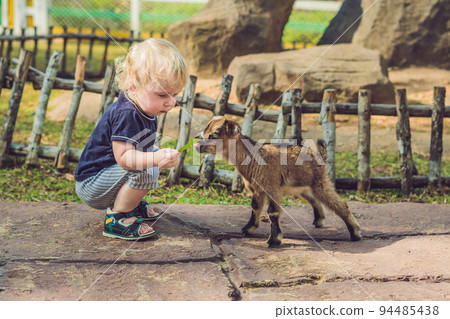Small cute boy is feeding a small newborn goat 94485438
