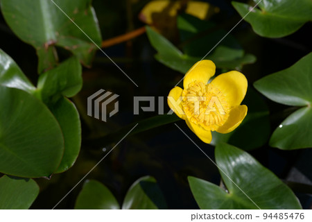 Benikouhone Benikouhone 94485476