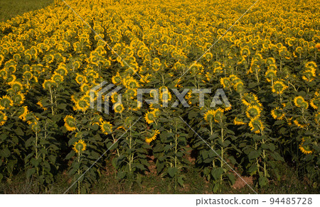 Landscape from a sunflower farm as Agricultural landscape natural background Landscape from a sunflower farm as Agricultural landscape natural background 94485728