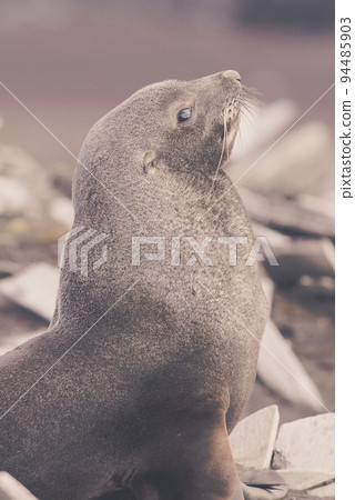 Antarctic fur seal,Arctophoca gazella, an beach, Antartic peninsula. 94485903