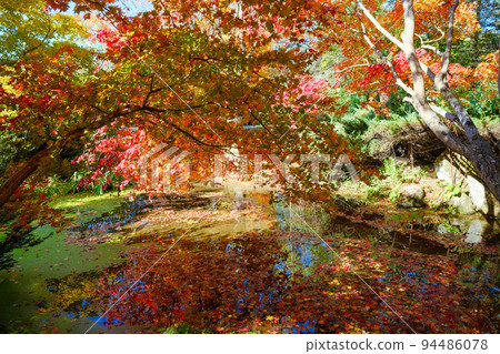 秋天的樹葉 94486078