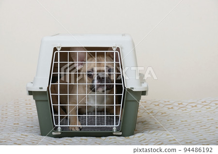 A French Bulldog sits in a large plastic animal transport box and waits for the start of the journey. A French Bulldog sits in a large plastic animal transport box and waits for the start of the journey. 94486192