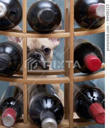 French bulldog breed dog and a liquor store where the dog inspects the goods. French bulldog breed dog and a liquor store where the dog inspects the goods. 94486215