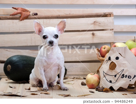 A small white chihuahua dog with a smile poses among autumn vegetables and fruits celebrating Halloween. A small white chihuahua dog with a smile poses among autumn vegetables and fruits celebrating Halloween. 94486249