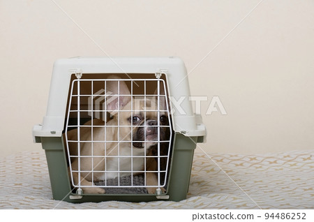 A French Bulldog dog lies in a large plastic dog transport box with a closed lattice door and looks intently at the camera through the lattice, lying on a soft bedding. A French Bulldog dog lies in a large plastic dog transport box with a closed lattice door and looks intently at the camera through the lattice, lying on a soft bedding. 94486252