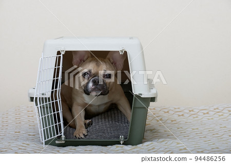 A French Bulldog sits in a large plastic pet box and looks warily into the camera, leaning on its paws. A French Bulldog sits in a large plastic pet box and looks warily into the camera, leaning on its paws. 94486256