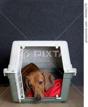 Transportation of a hunting red dog of the Dachshund breed - the dog lies in a large special plastic box and tilts its head sadly looks down, examining the table. 94486279