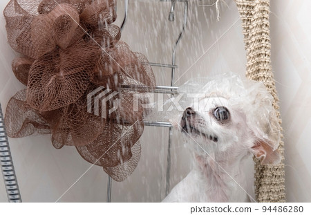 A glass of clean shower cabin with water drops on shows a purebred funny muzzled chihuahua dog sits behind it with wet washcloth on its head and looking posing to the camera enjoying shower procedure. 94486280